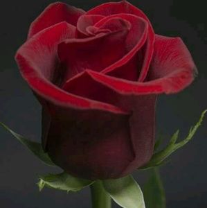 Meet your Posher, Kasandra